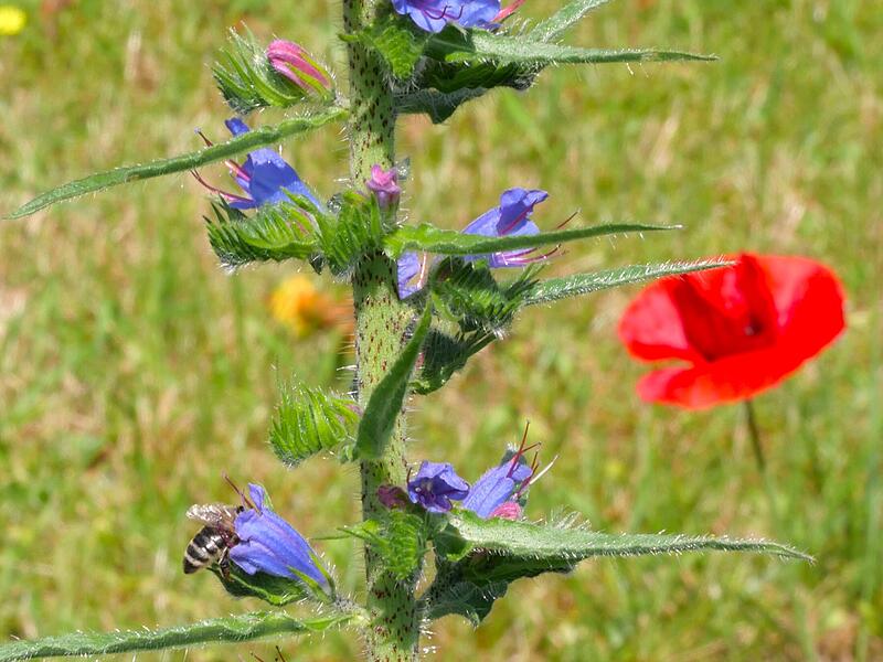 Ein Natterkopf mit Wildblumen im Hausgarten
