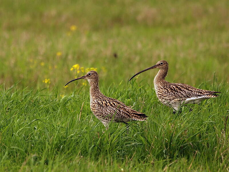 Die V&ouml;gel z&auml;hlen zu den sogenannten Limikolen, also Watv&ouml;geln, die an der K&uuml;ste leben. Aber auch abseits des Meeres, in feuchten Landstrichen, f&uuml;hlen sich Gro&szlig;e Brachv&ouml;gel zuhause. So auch in Pommersfelden. Noch.