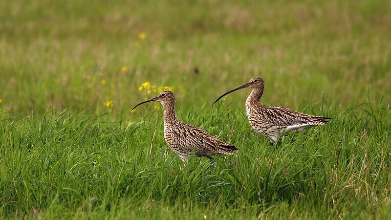 Die V&ouml;gel z&auml;hlen zu den sogenannten Limikolen, also Watv&ouml;geln, die an der K&uuml;ste leben. Aber auch abseits des Meeres, in feuchten Landstrichen, f&uuml;hlen sich Gro&szlig;e Brachv&ouml;gel zuhause. So auch in Pommersfelden. Noch.