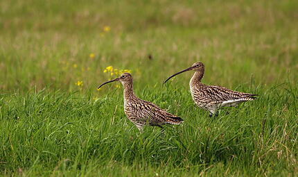 Die V&ouml;gel z&auml;hlen zu den sogenannten Limikolen, also Watv&ouml;geln, die an der K&uuml;ste leben. Aber auch abseits des Meeres, in feuchten Landstrichen, f&uuml;hlen sich Gro&szlig;e Brachv&ouml;gel zuhause. So auch in Pommersfelden. Noch.