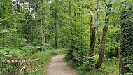 Die Unglücksstelle im Todsfeldtal bei Thuisbrunn: Hier wurde im Juni vergangenen Jahres ein Rentner von einem morschen Ast getroffen und tödlich verletzt.Forchheim & Fränkische Schweiz