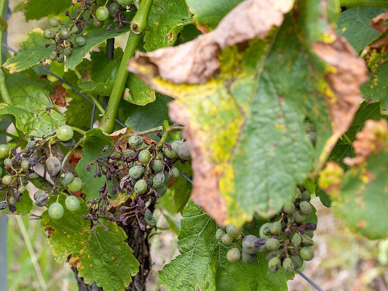 Falscher Mehltau in fränkischen Weinbergen Falscher Mehltau in fränkischen Weinbergen