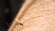 Eine Mücke sitzt auf einem Arm