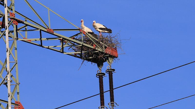 Dieses Storchenpaar bei Katschenreuth hat sich keinen guten Platz zum Nisten ausgesucht. Die N&auml;he zu den Leitungen gef&auml;hrdet nicht nur die V&ouml;gel selbst sondern auch die Sicherheit der Stromversorgung.