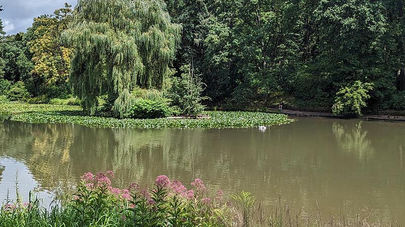 Noch sieht der Hainweiher mit seinen Seerosen und dem Schwan idyllisch aus. Am Wochenende soll hier aber nur noch ein leeres Becken zu sehen sein.