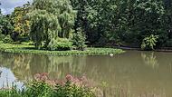 Noch sieht der Hainweiher mit seinen Seerosen und dem Schwan idyllisch aus. Am Wochenende soll hier aber nur noch ein leeres Becken zu sehen sein.