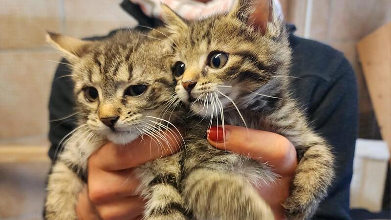 Jeanne und Pumpkin waren von Anfang an extrem von Parasiten befallen und schwach. Sie wurden von den Mitarbeiterinnen des Tierheims in Oberndorf mit der Flasche gro&szlig;gezogen. Beiden geht es wieder gut und sie sind gesund.