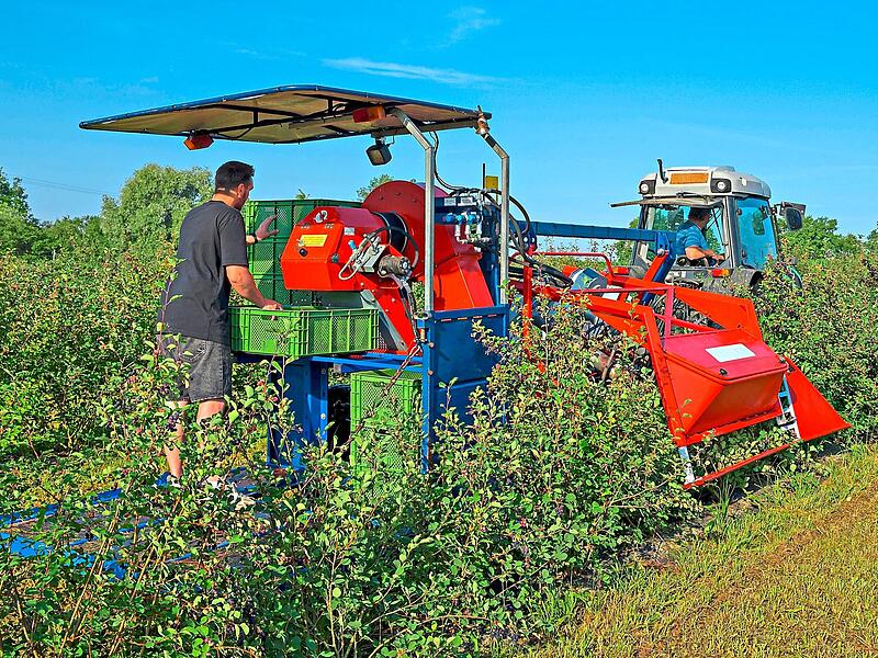 Die Erntemaschine zieht die Äste nach unten und schüttelt die reifen Früchte ab. Über ein Förderband gelangen die Beeren in Kisten, die Lukas Schmitt auf der Plattform wechselt. Eberhard Schorr Die Erntemaschine zieht die Äste nach unten und schüttelt die reifen Früchte ab. Über ein Förderband gelangen die Beeren in Kisten, die Lukas Schmitt auf der Plattform wechselt. Eberhard Schorr