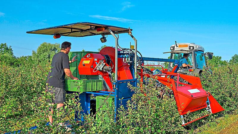 Die Erntemaschine zieht die Äste nach unten und schüttelt die reifen Früchte ab. Über ein Förderband gelangen die Beeren in Kisten, die Lukas Schmitt auf der Plattform wechselt. Eberhard Schorr Die Erntemaschine zieht die Äste nach unten und schüttelt die reifen Früchte ab. Über ein Förderband gelangen die Beeren in Kisten, die Lukas Schmitt auf der Plattform wechselt. Eberhard Schorr