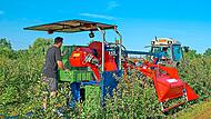 Die Erntemaschine zieht die Äste nach unten und schüttelt die reifen Früchte ab. Über ein Förderband gelangen die Beeren in Kisten, die Lukas Schmitt auf der Plattform wechselt. Eberhard Schorr Die Erntemaschine zieht die Äste nach unten und schüttelt die reifen Früchte ab. Über ein Förderband gelangen die Beeren in Kisten, die Lukas Schmitt auf der Plattform wechselt. Eberhard Schorr