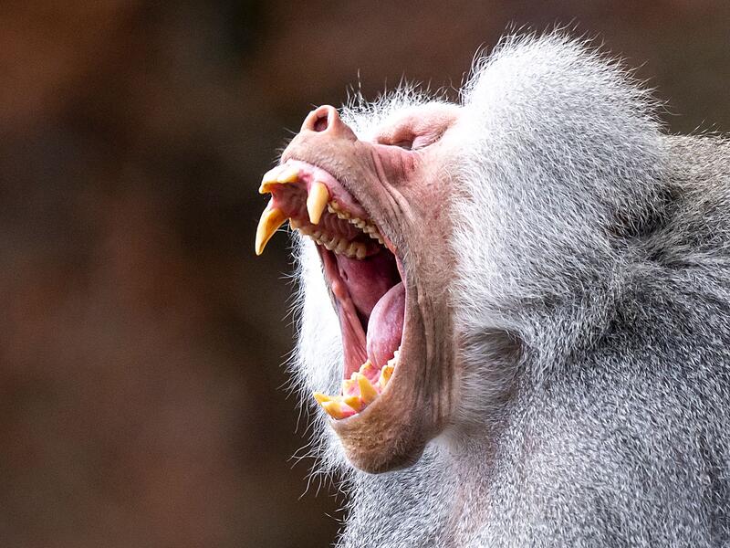 Tierpark Hellabrunn