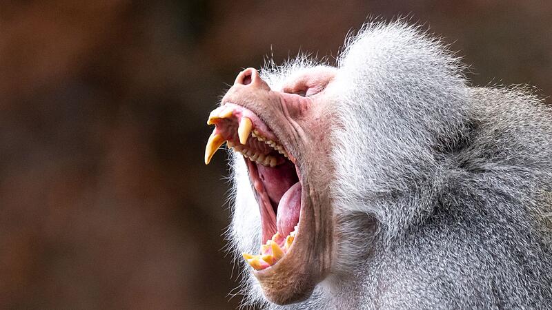 Tierpark Hellabrunn Tierpark Hellabrunn