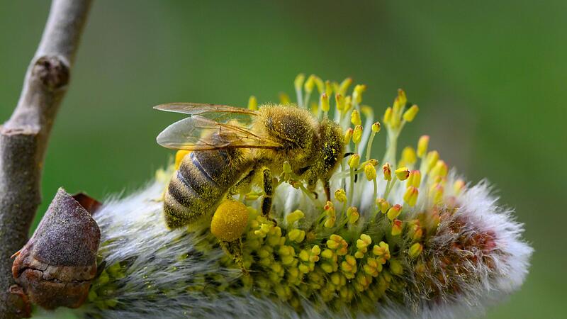 Frühling in Brandenburg