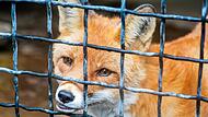 Hinter Gittern: Laut Tierschutzorgansiation PETA leiden Füchse in Schliefenanlagen unter ständiger Todesangst. Hinter Gittern: Laut Tierschutzorgansiation PETA leiden Füchse in Schliefenanlagen unter ständiger Todesangst.