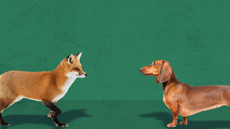 Schliefanlagen-Streit: Fuchs und Dackel Dackel Fuchs Wald Jagd
