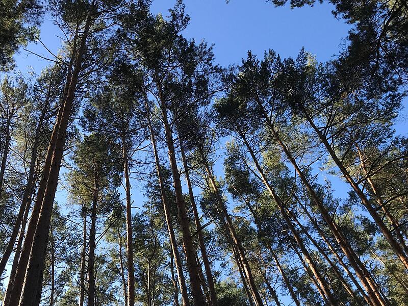 Der Projektwald bei Hammerbach besteht fast nur aus dicht an dicht stehenden Kiefern. Das soll sich ändern, um den Wald für die Zukunft zu sichern. Der Projektwald bei Hammerbach besteht fast nur aus dicht an dicht stehenden Kiefern. Das soll sich ändern, um den Wald für die Zukunft zu sichern.