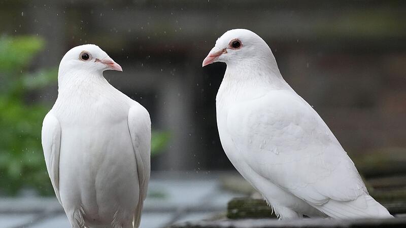 Wei&szlig;e Tauben