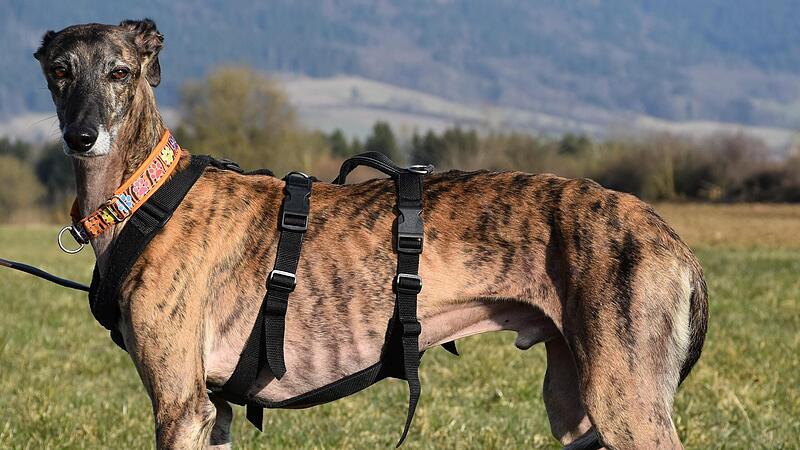 Der Galgo &bdquo;Sky&ldquo; sucht ein Zuhause.