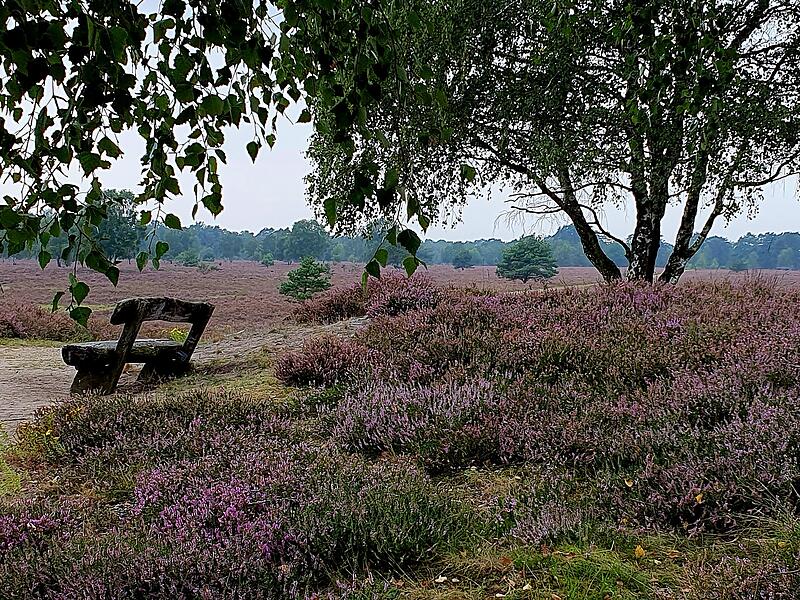 Heidschnuckenweg Teil 42023 Heidschnuckenweg Teil 4