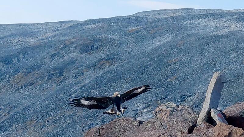 Steinadler Steinadler