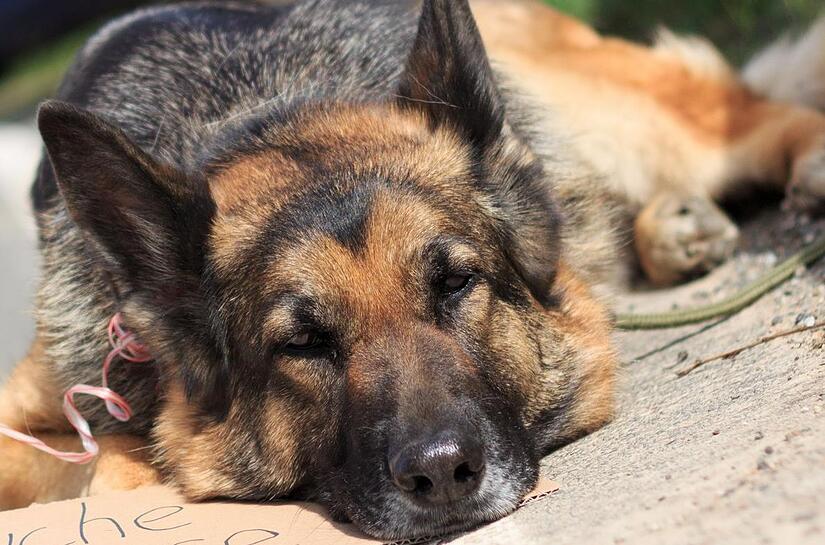 Der Schäferhund des angeklagten Hundehalters hatte nach einer OP sehr gelitten. Der 51-jährige Hundehalter sah sich vor Gericht Vorwürfen ausgesetzt.
