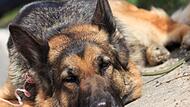 Der Schäferhund des angeklagten Hundehalters hatte nach einer OP sehr gelitten. Der 51-jährige Hundehalter sah sich vor Gericht Vorwürfen ausgesetzt.