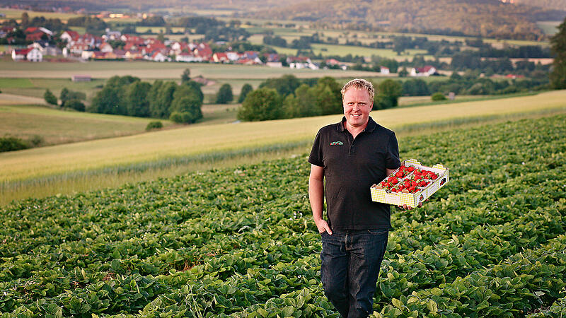 Erdbeerbauern im Landkreis Bad Kissingen fürchten wegen Kälte Einbußen