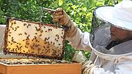 Ein Imker aus dem Landkreis Lichtenfels bei der Arbeit: ein schönes und vor allem auch wichtiges Hobby für Mensch und Natur.