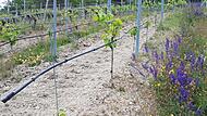 Tröpchenbewässerung in einem Weinberg.