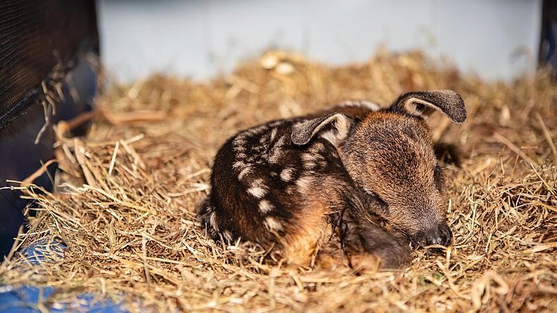 Rehkitz Basti &uuml;berlebte einen schweren Unfall bei Weismain nur um wenige Tage.
