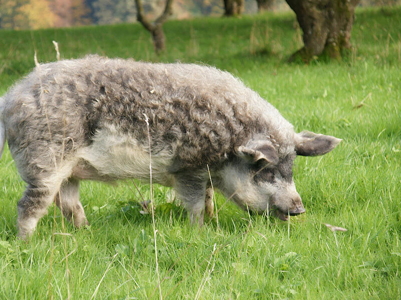 Ein ausgewachsener Wollschweineber kann bis zu 350 Kilogramm wiegen.
