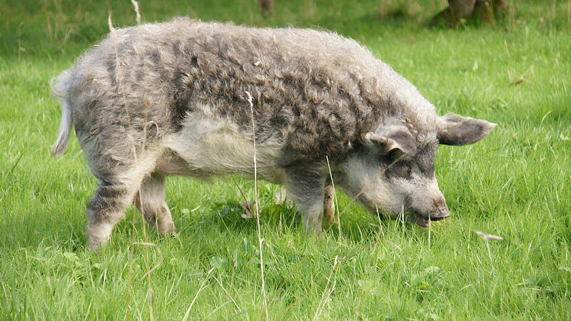 Ein ausgewachsener Wollschweineber kann bis zu 350 Kilogramm wiegen.