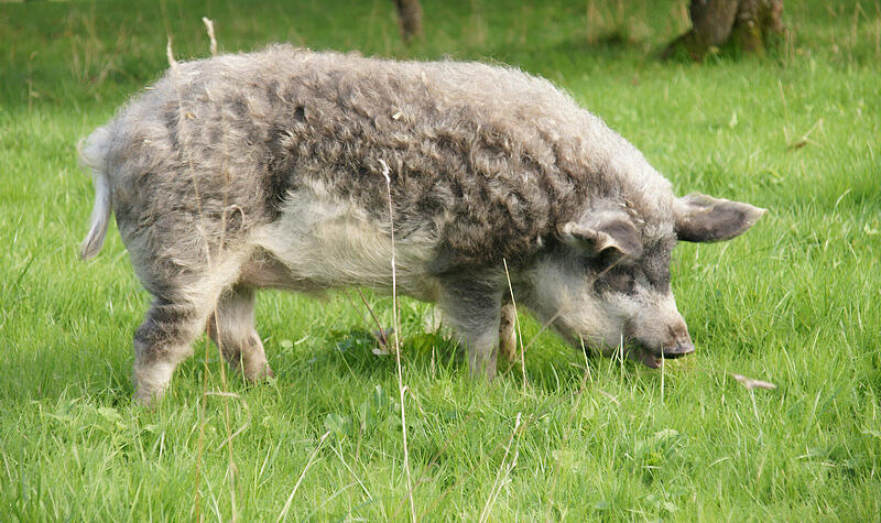 Ein ausgewachsener Wollschweineber kann bis zu 350 Kilogramm wiegen.