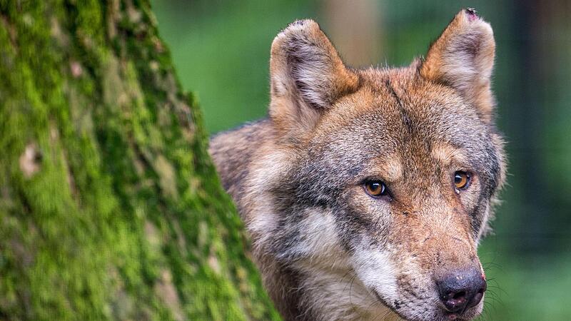 Wie die neue bayerische Wolfsverordnung genau umgesetzt wird, ist bislang noch unklar.