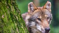Wie die neue bayerische Wolfsverordnung genau umgesetzt wird, ist bislang noch unklar.