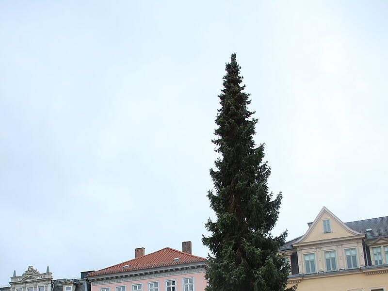 Der Coburger Weihnachtsbaum 2023 ist da