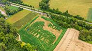 Labyrinth im Pflanzenfeld