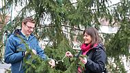 Die Mini-Lichterkette dient als Symbol, mit dem Christoph Müller und Susanne Will, Redaktionsleiterin, den Baum schmücken. Nächstes Jahr sorgt die Saale-Zeitung für den Christbaum in Seubrigshausen. Foto: Thomas Malz Die Mini-Lichterkette dient als Symbol, mit dem Christoph Müller und Susanne Will, Redaktionsleiterin, den Baum schmücken. Nächstes Jahr sorgt die Saale-Zeitung für den Christbaum in Seubrigshausen. Foto: Thomas Malz