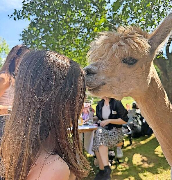 Der Verein Jonas hilft organisierte unter anderem eine Alpakawanderung in der Rh&ouml;n.