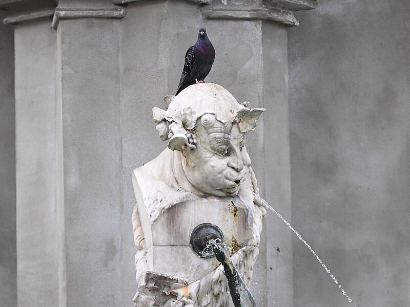 Eine Taube auf dem Gasteigerbrunnen Eine Taube auf dem Gasteigerbrunnen