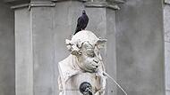 Eine Taube auf dem Gasteigerbrunnen