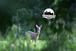 Besondere Naturerlebnisse belohnen die Leisetreter unter uns.