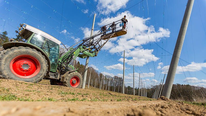 Die Dr&auml;hte f&uuml;r die neue Pflanzsaison werden gespannt: Auf dem Biohof Friedrich in Lilling im Landkreis Forchheim wird bereits seit Jahrzehnten Hopfen angebaut. Trotz weltweiter &Uuml;berkapazit&auml;ten wird sich daran auch nichts &auml;ndern.