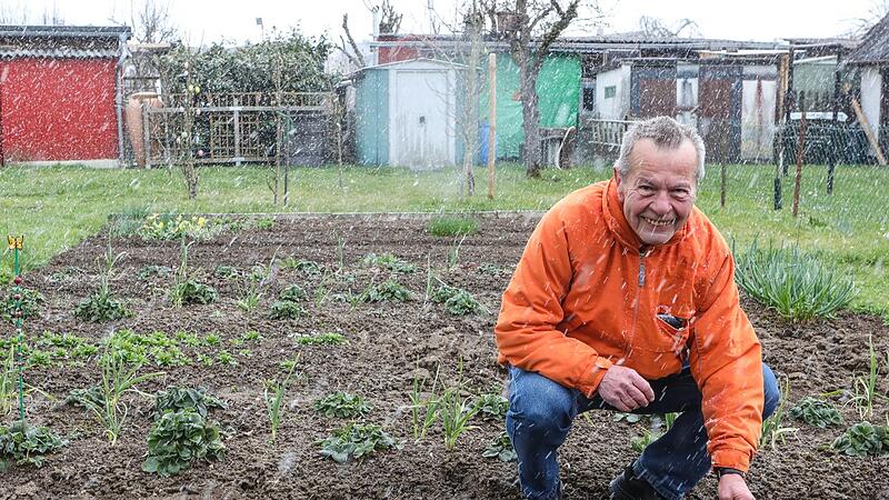 Horst Lucius ist stolz auf den ersten Feldsalat in seinem Schrebergarten.Forchheim & Fränkische Schweiz