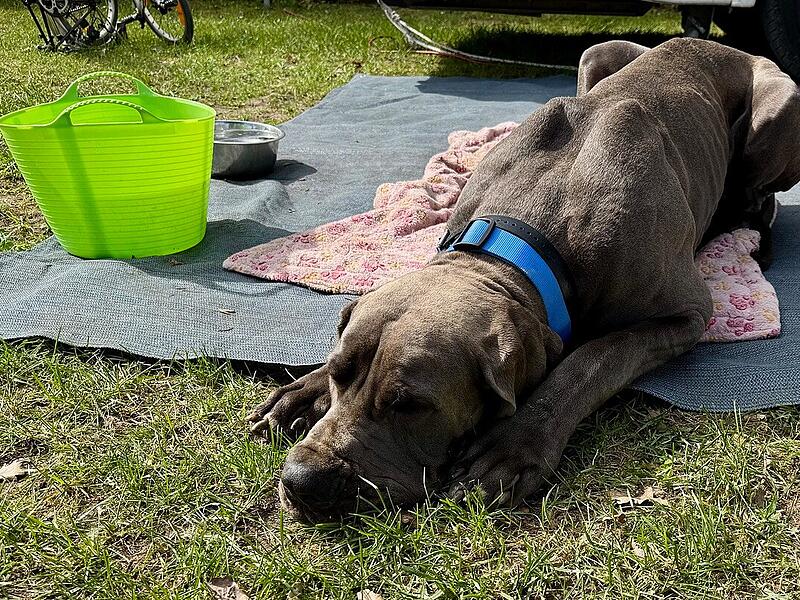 Warum hat diese Dogge eine F&uuml;nfj&auml;hrige am Dechsendorfer Weiher am Kopf gebissen?