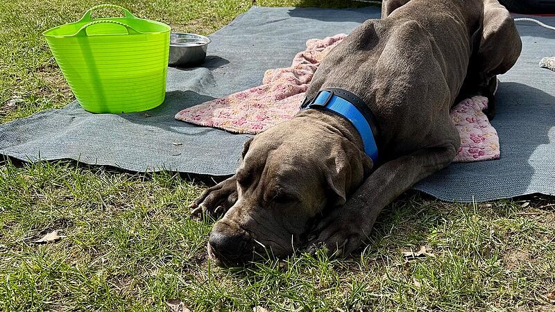Warum hat diese Dogge eine Fünfjährige am Dechsendorfer Weiher am Kopf gebissen? Warum hat diese Dogge eine Fünfjährige am Dechsendorfer Weiher am Kopf gebissen?