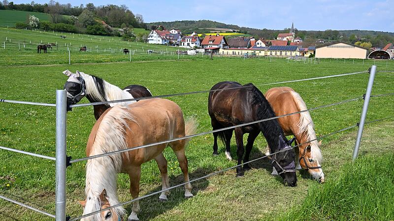 Auf dem Areal des Haflingerhofes Schmittlutz in M&uuml;rsbach findet am Muttertag nach dreij&auml;hriger Pause wieder der Pferdemarkt statt, der einzige im weiten Umkreis und  eine Traditionsveranstaltung, die viele Besucher anlockt.