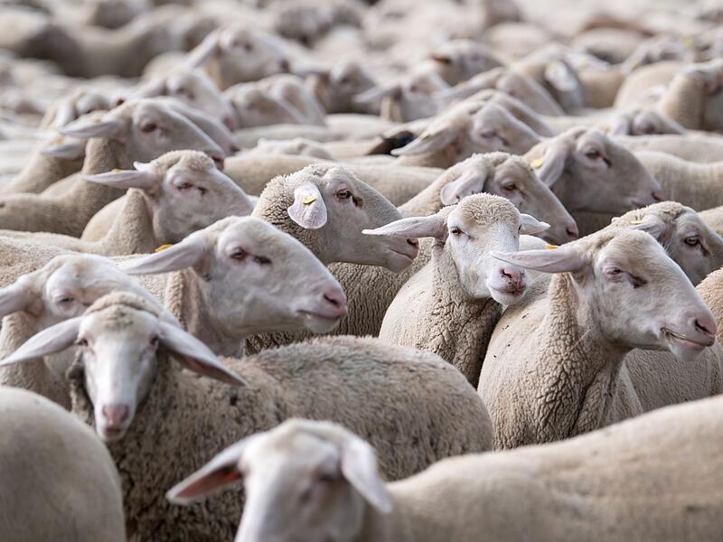 Schafherde