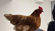 Huhn bei der Bundespolizei M&uuml;nchen