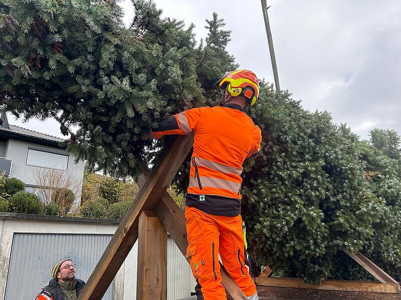 Unterwegs mit dem Coburger Weihnachtsbaum &ndash; hier wird er verladen